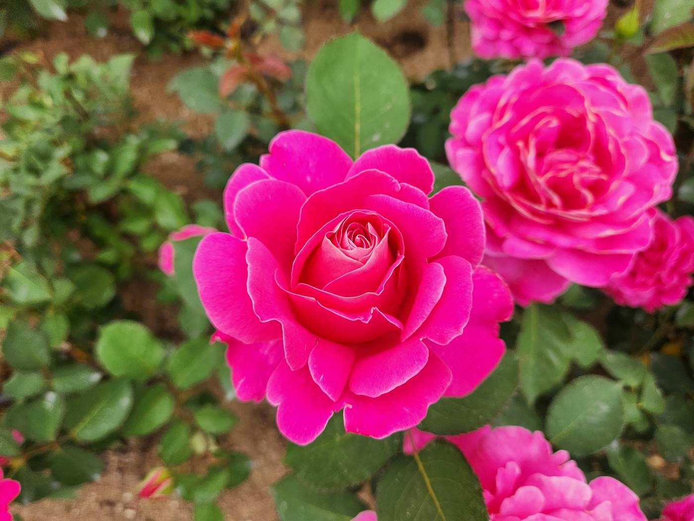 장미 핑크피스 Pink Peace