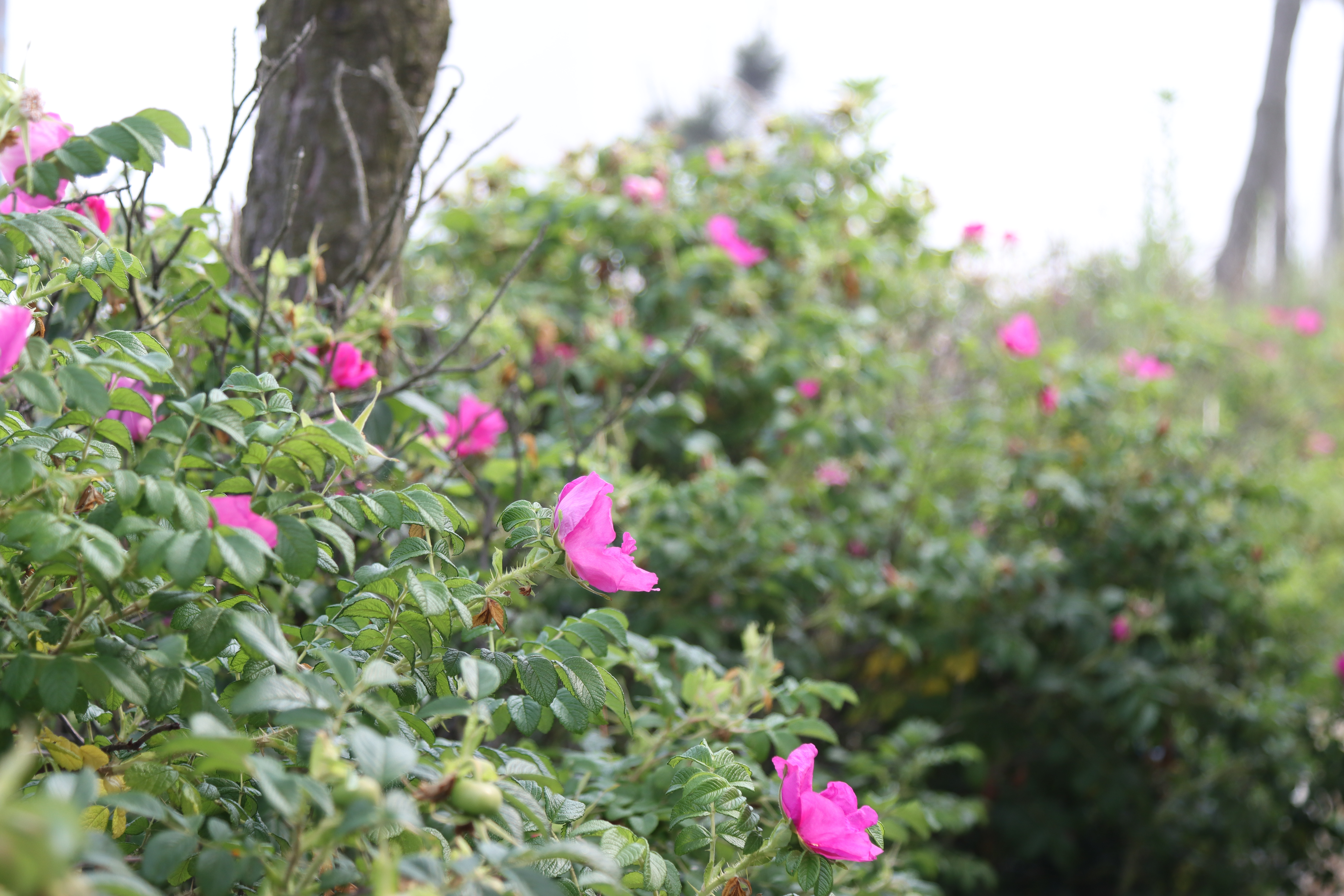 만리포해수욕장