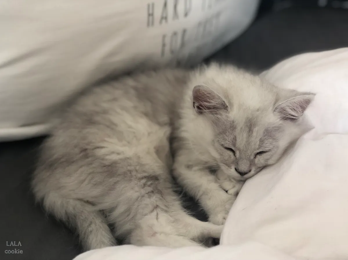 고양이-예방접종-잠을-자는-아기-고양이