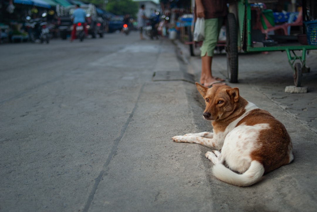 Pet economy