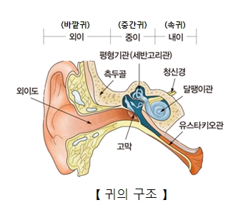 귀의 구조에 대한 사진