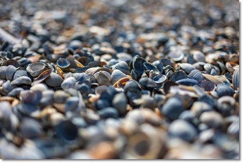 조개류 해감 빼는 법 미세플라틱 잘 제거