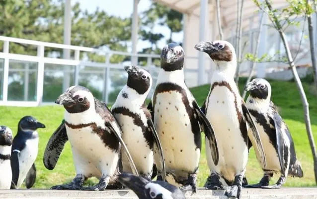 후쿠오카-마린월드-우미노나카미치-수족관-모여있는-펭귄들