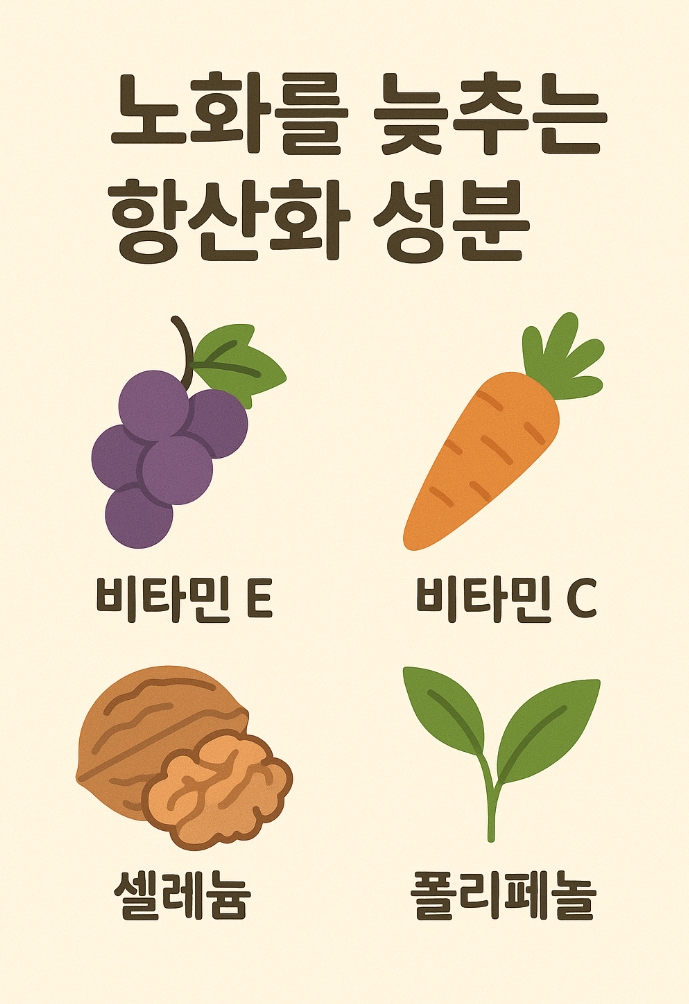 노화를 늦추는 항산화 성분