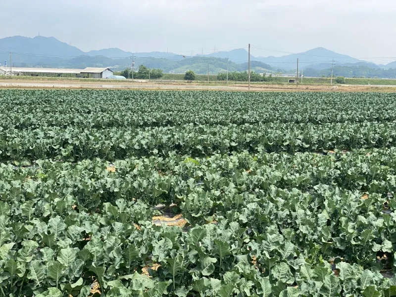 브로콜리니 재배 가지 분지 키우기 연속 수확 물 관리_1