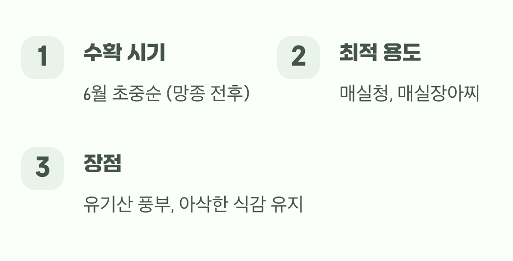 아삭한 청춘의 맛&amp;#44; 청매실의 시간