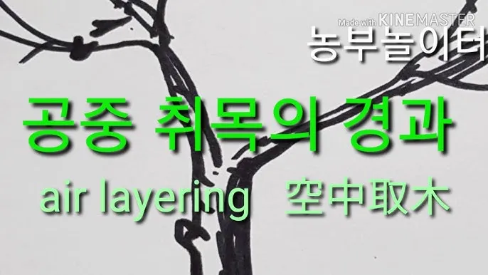 꺾꽂이 번식 시기선정 도구준비 삽목토관리 뿌리내리기 쉬운 식물_4