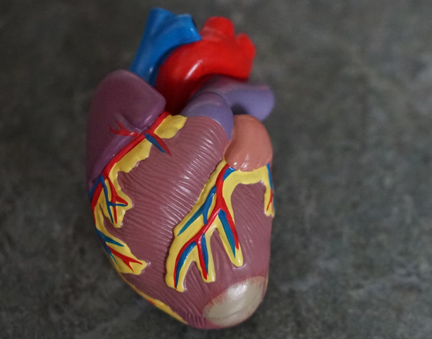 엉겅퀴 효능 : 간건강