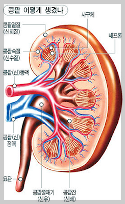콩팥구조와 기능