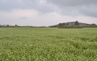 제주 보롬왓 메밀꽃축제