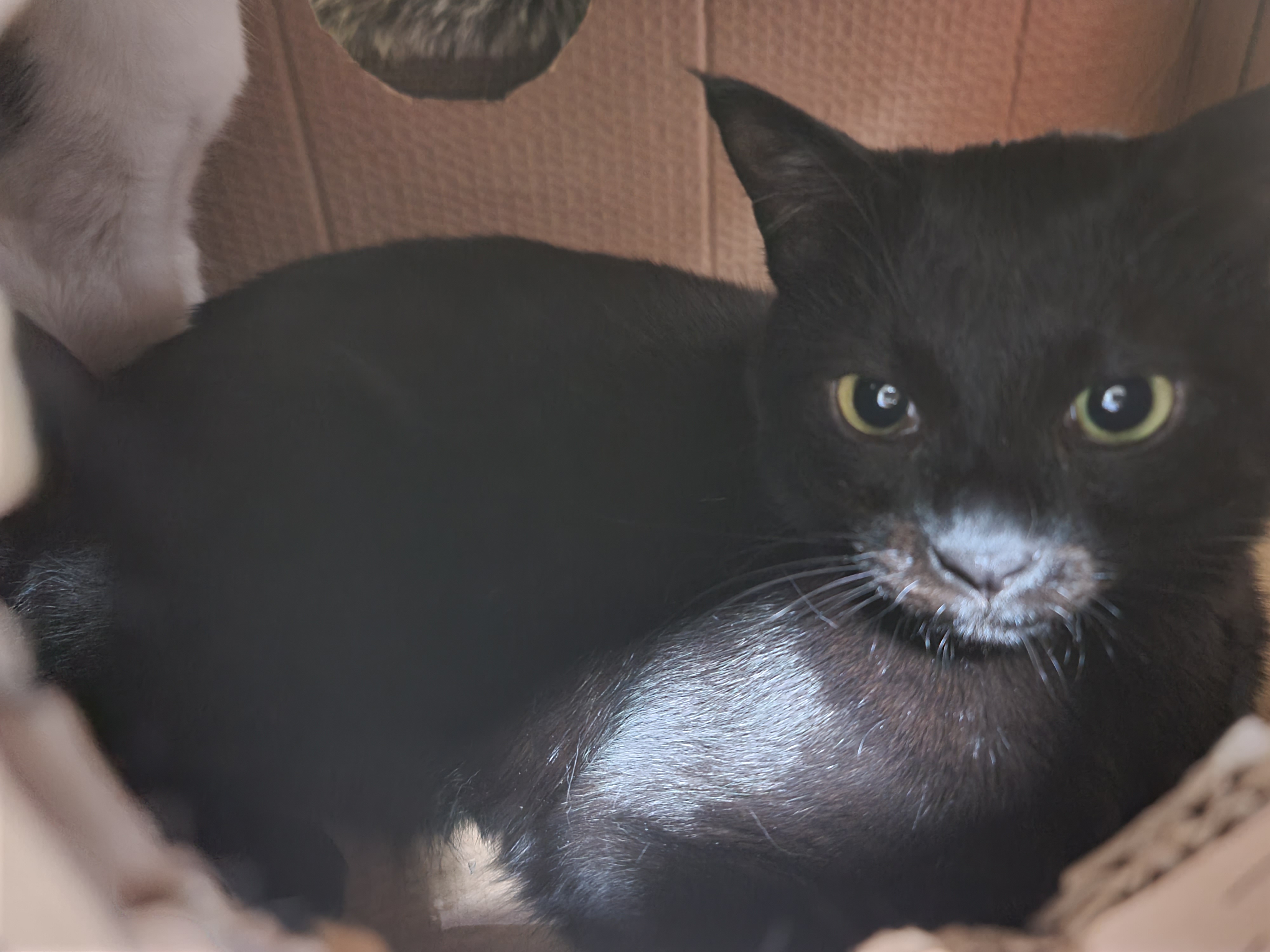 사이좋은 남매고양이 건이랑 두리