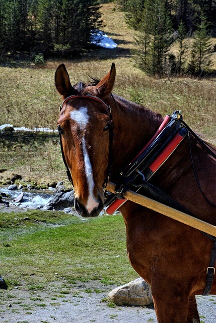 2024년 신년운세 말띠 5월 운세 열정의 결과물~