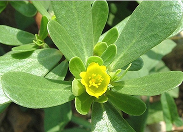 가을에 피는 꽃 쇠비름