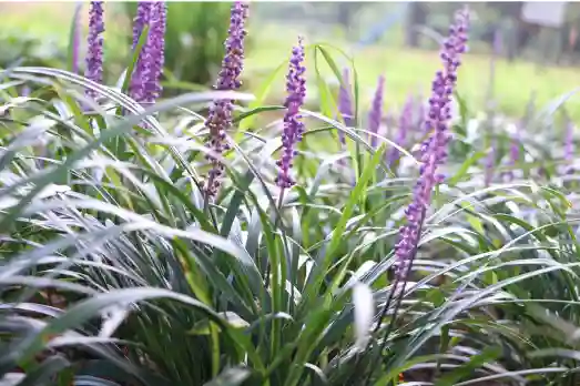 맥문동 효능 및 부작용