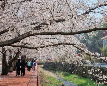 에덴 벚꽃길 벚꽃축제_18
