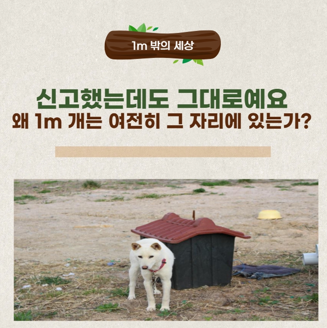 신고해도 바뀌지 않는 1m 개의 현실, 왜 제도는 작동하지 않을까?