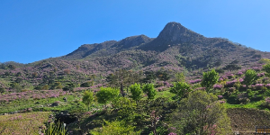 산청 황매산 철쭉축제