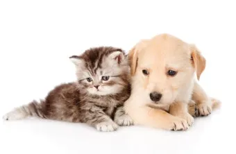 개 고양이 트라조돈 약물 사용 가이드와 주의사항 정리_3