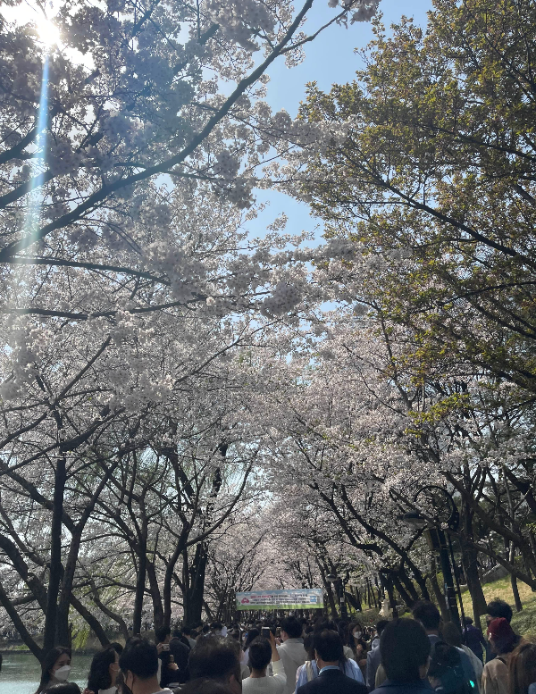 잠실 석촌호수 벚꽃축제 벚꽃터널
