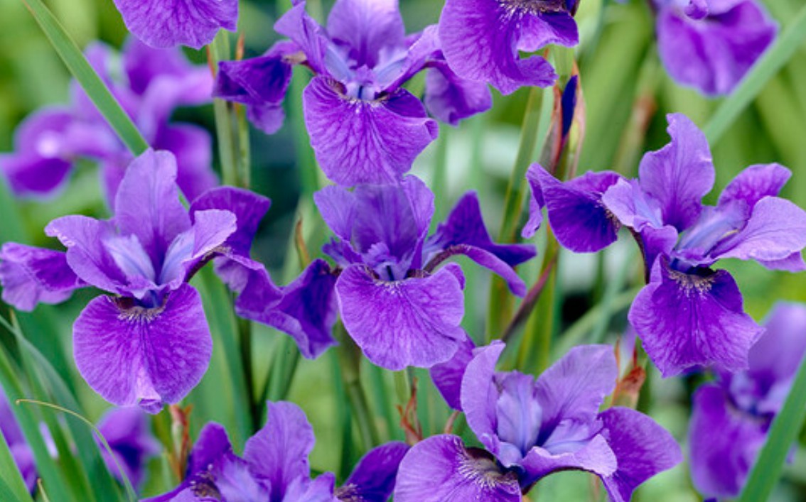 꽃 선물할 때 좋은 문구