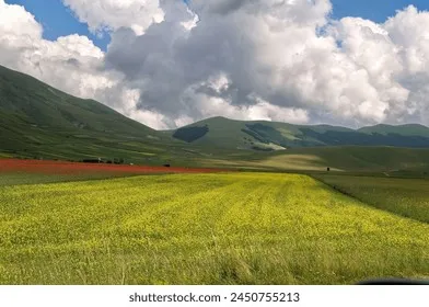 렌틸 재배 봄 파종 배수 확보 건조 수확_5