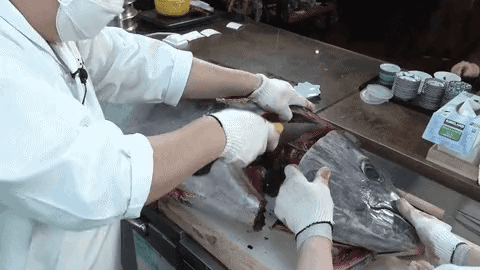 톱으로 75kg 생참치 머리를 분리하는 해체 작업