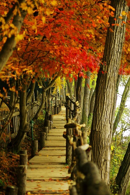 남이섬 입장권