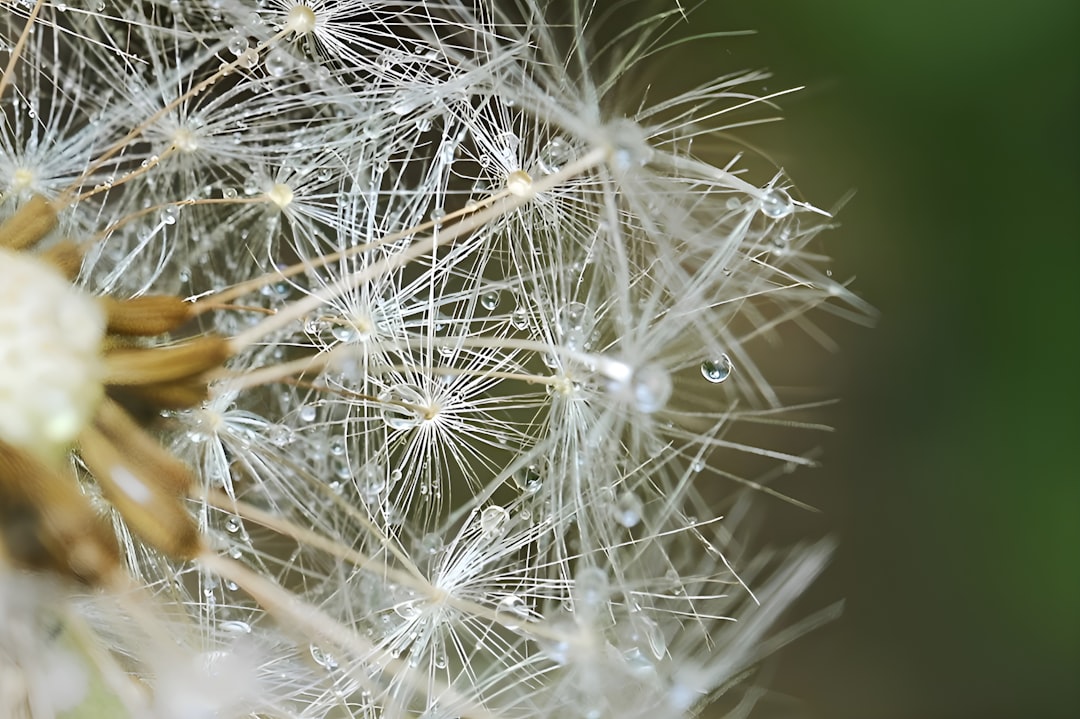 Allergy
