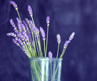 불면증에 좋은 약초 related image 5