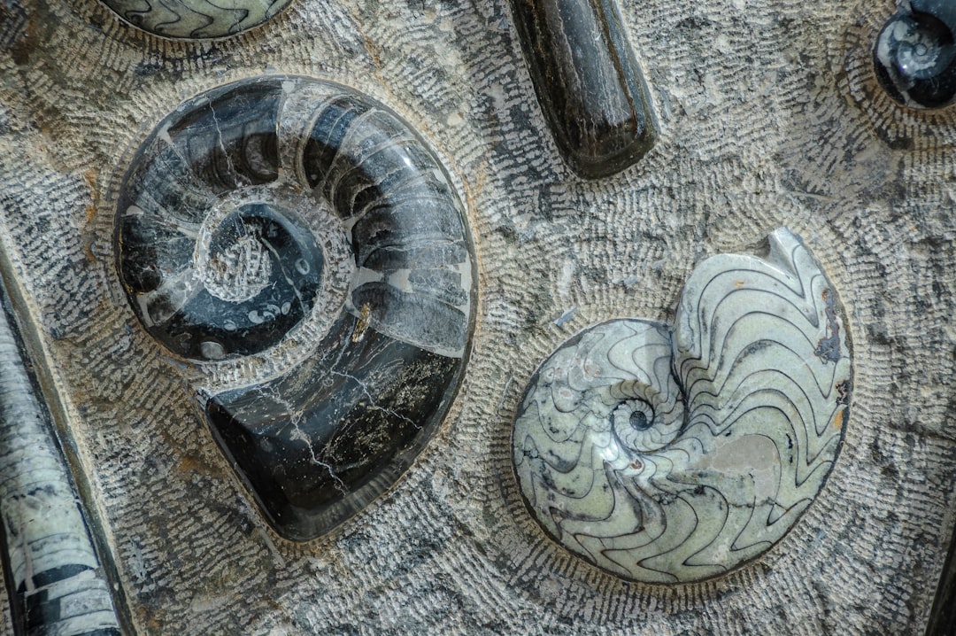 Nautilus