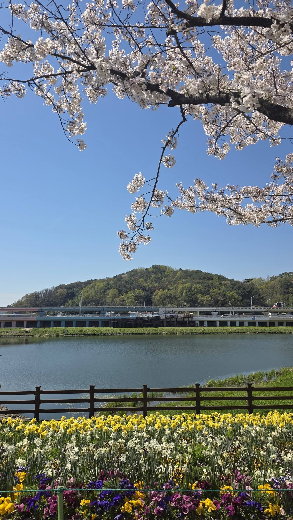 순천만국가정원 봄 28만 평 봄꽃 명소