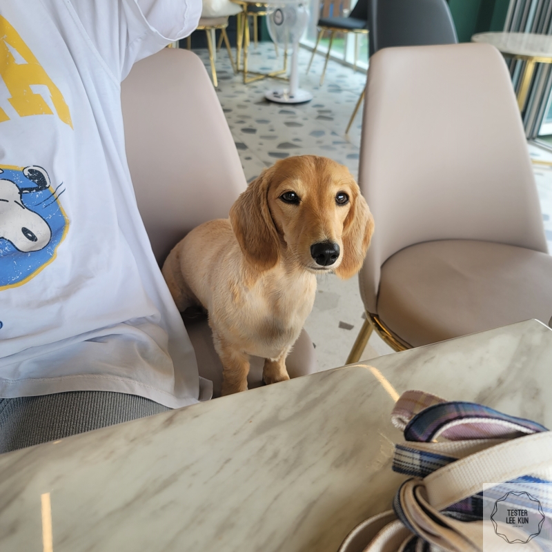 개올나잇 강아지1