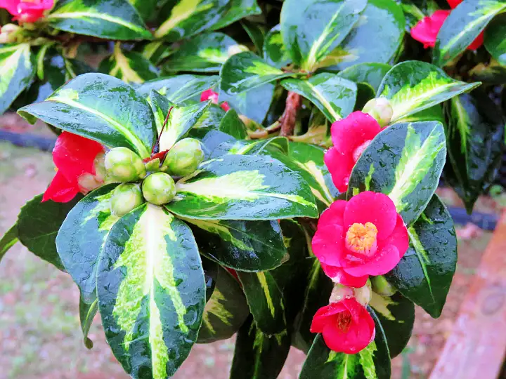 생방송오늘저녁 통영 열대과일 정원 커피나무 바나나 파인애플 파파야 동백 나무 여행 가볼만한 곳 추천