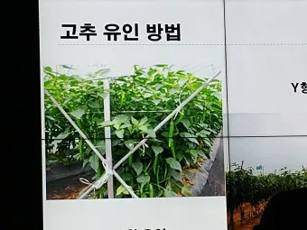 작물 순지르기 유인 기본 토마토 오이 가지 고추 수형관리_14