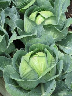 장염에 좋은 음식 먹어도 되는 음식 급성장염과 만성장염 차이