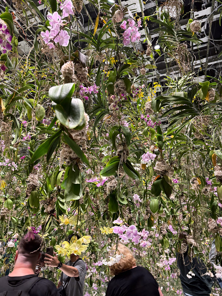 2026 도쿄 토요스 팀랩 플래닛 전시 티켓 예약 가는법