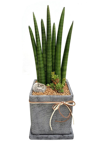 개업 축하 화분 스투키