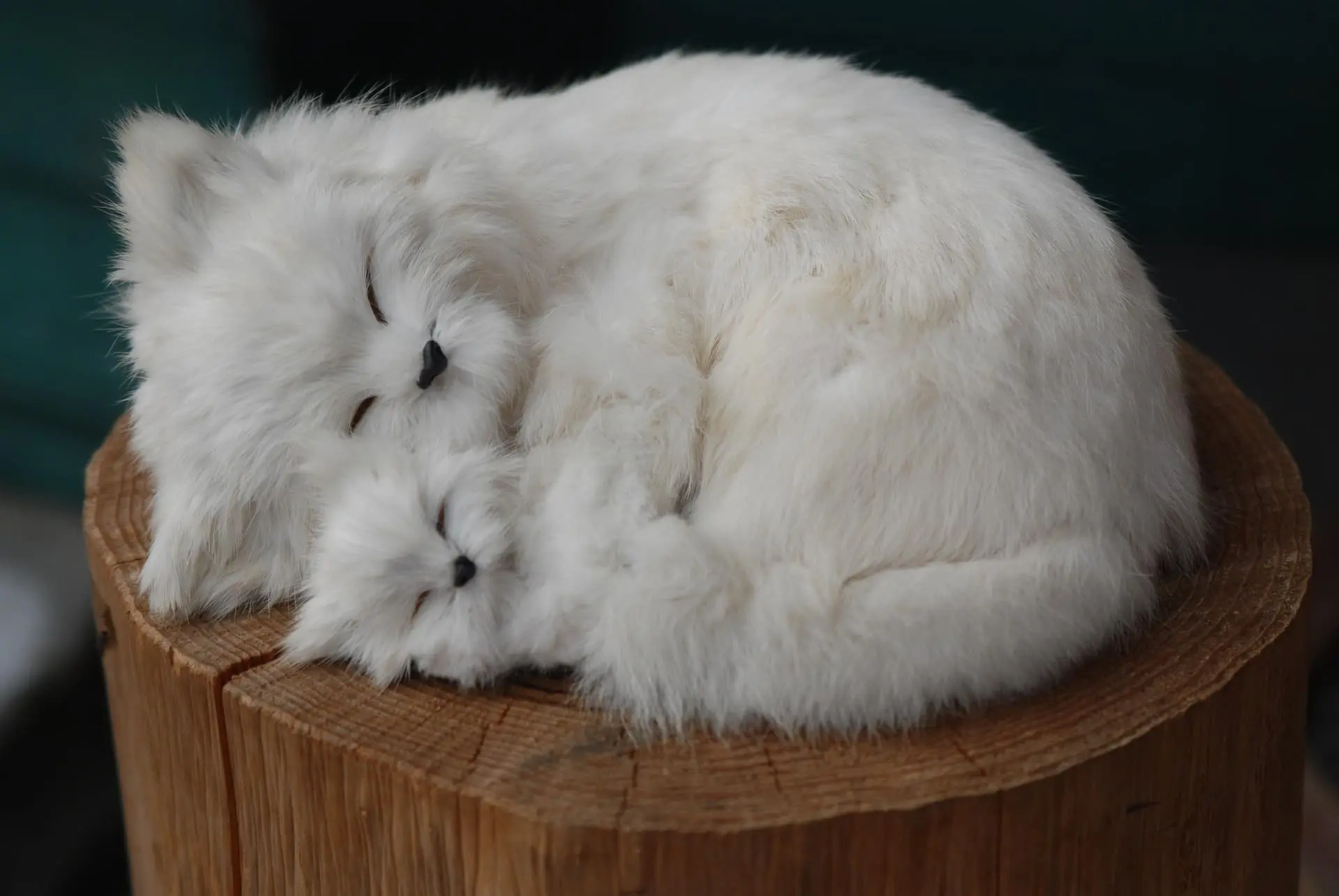 반려동물 의료비 지원금, 지금 신청 안 하면 손해 (서울·부산·인천 최신 기준)