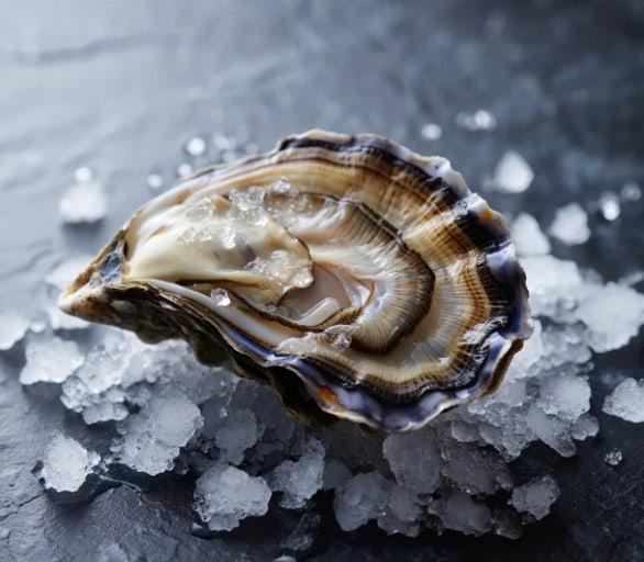 "매일 피곤하다는 말 입에 달고 사시나요? '바다의 우유' 굴, 이제는 '발효'해서 드세요! (유산균 발효 굴 추출물 총정리)"