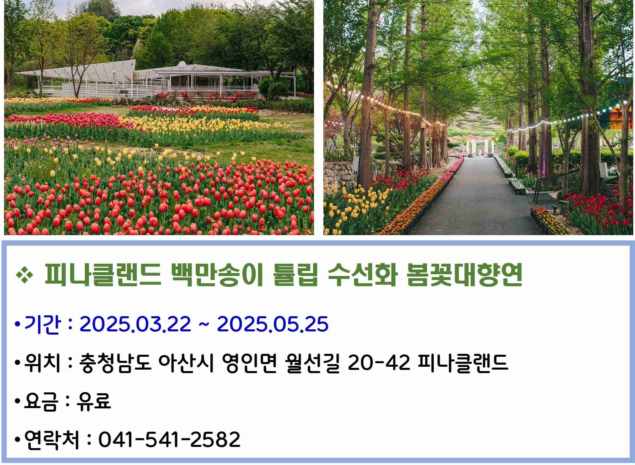 피나클랜드 백만송이 튤립 수선화 봄꽃대향연