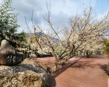 광양 매화축제_14