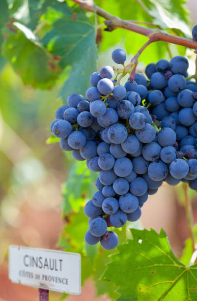 ๊ฐ์ํ & ์ฉ์(Cinsault) ์์ธ ํ์ด๋ง๏ฝ์งํ ๊ตญ๋ฌผ๊ณผ ์ฐ๋ปํ ๋ ๋์ ์์ธ์ ์กฐํ