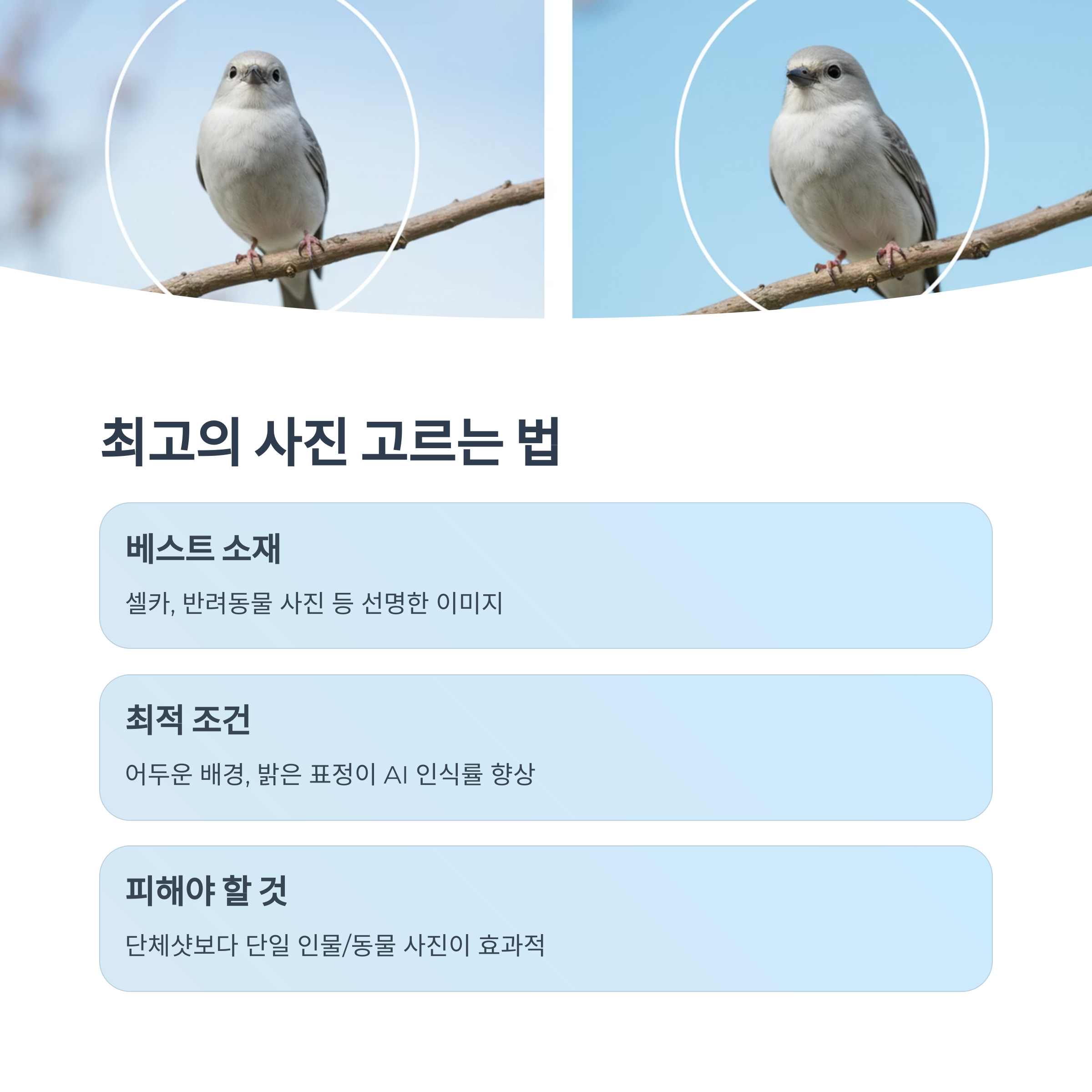 사진 선택과 활용 팁