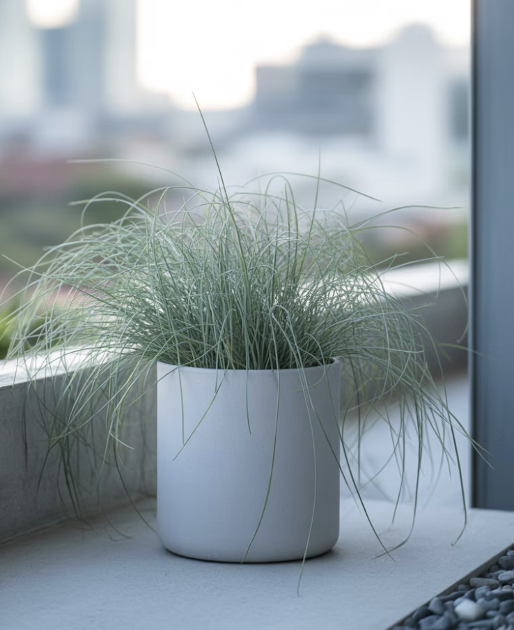 활용법 다섯, 화분 속 작은 은빛 파도