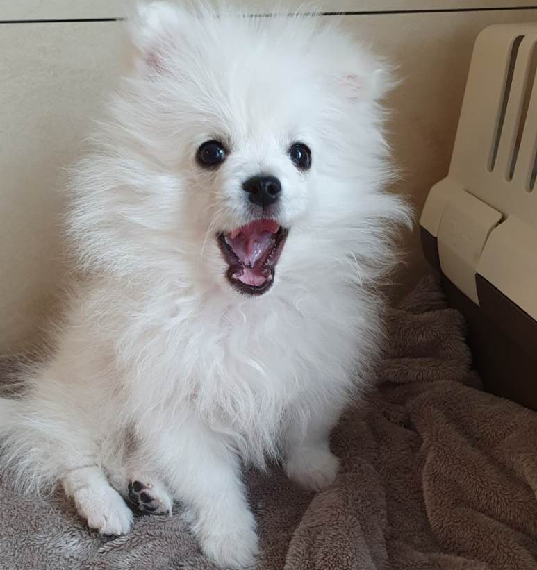 폼피츠 토토 2개월