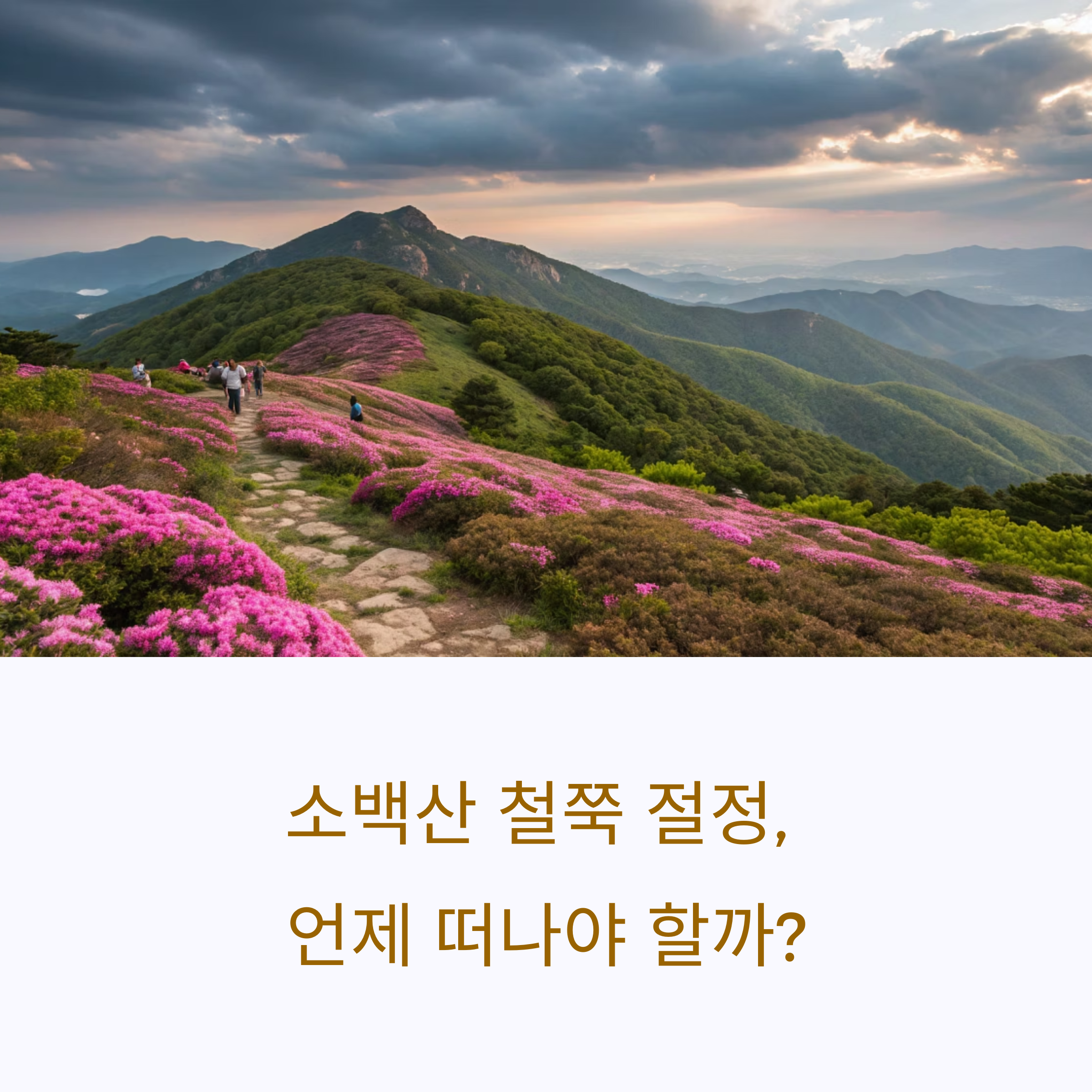 소백산 철쭉 절정 시기와 떠나야 할 이유