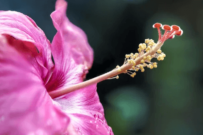 히비스커스의-효능