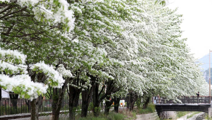 전주 팔복동 이팝나무 사진