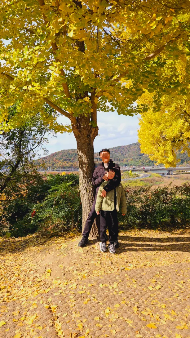 밀양 금시당 은행나무