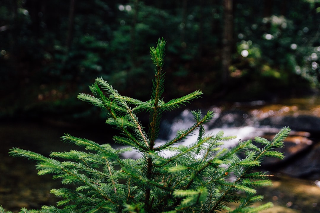 Pine